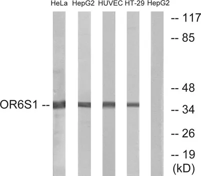 Olfactory receptor 6S1 rabbit pAb
