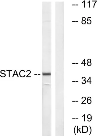 STAC2 rabbit pAb - image 1