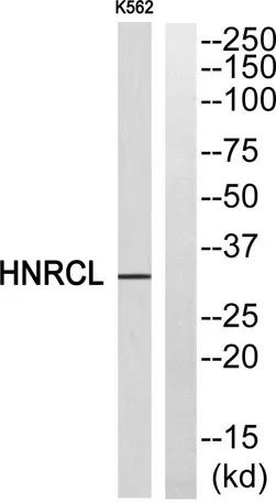 hnRNP CL1 rabbit pAb - image 1