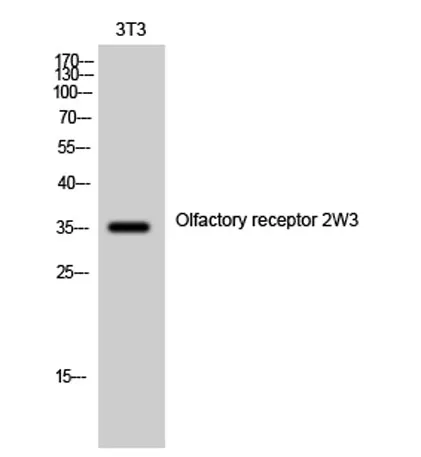 Olfactory receptor 2W3 rabbit pAb