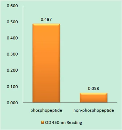 IFN-γRα (phospho Tyr457) rabbit pAb - image 1