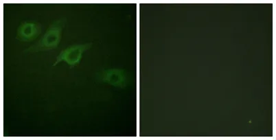 IFN-γRα rabbit pAb - image 1