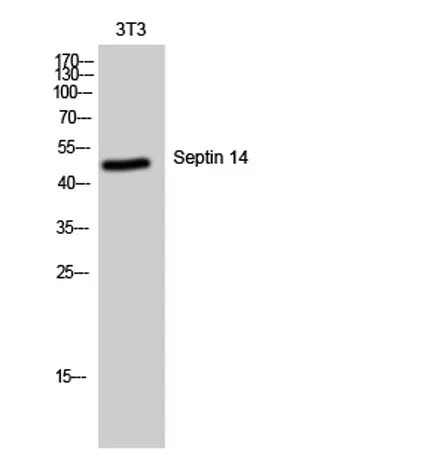 Septin 14 rabbit pAb - image 1