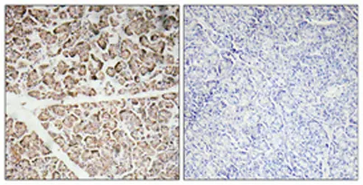 IGF-I rabbit pAb - image 1