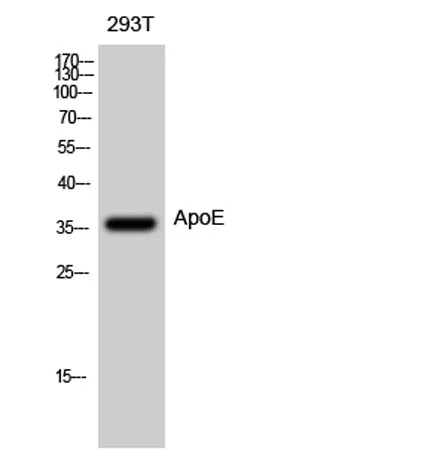 ApoE rabbit pAb - image 1