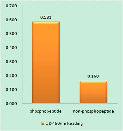 IGF-IR (phospho Tyr1346) rabbit pAb - image 1