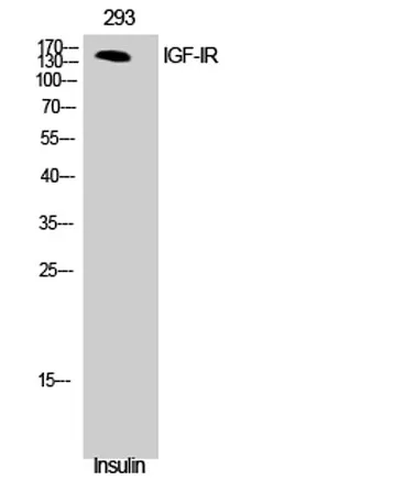 IGF-IR rabbit pAb - image 1