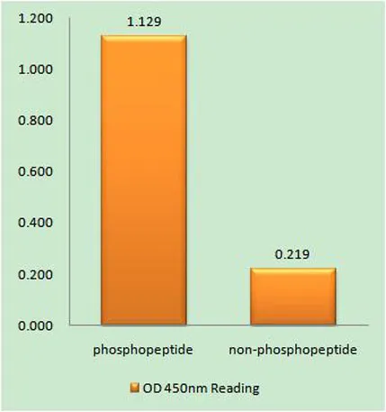 IGFBP3 (phospho Ser183) rabbit pAb - image 1