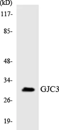 Connexin 31.3 rabbit pAb - image 1