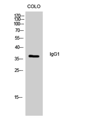 IgG1 rabbit pAb