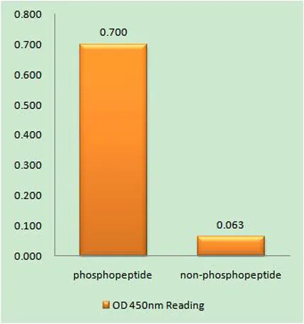FAS (phospho Tyr291) rabbit pAb - image 1