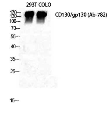 CD130 rabbit pAb - image 1