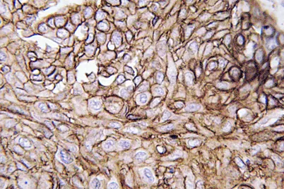 AQP3 rabbit pAb - image 1