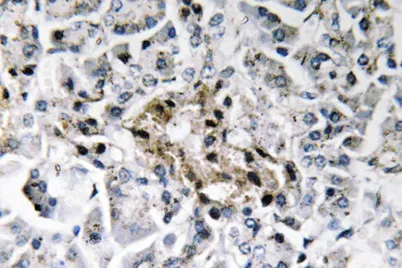 Insulin rabbit pAb