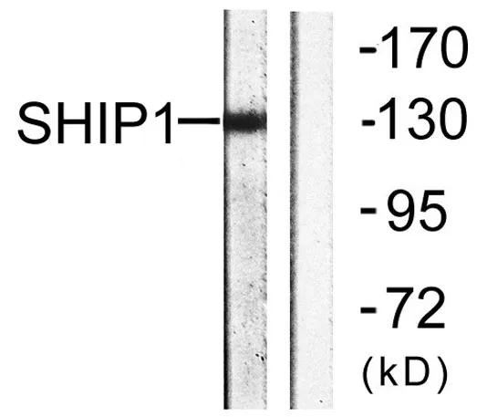 SHIP-1 rabbit pAb - image 1