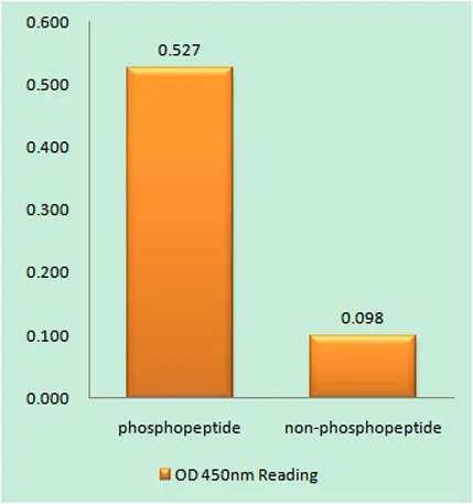 Insulin R (phospho Thr1375) rabbit pAb - image 1