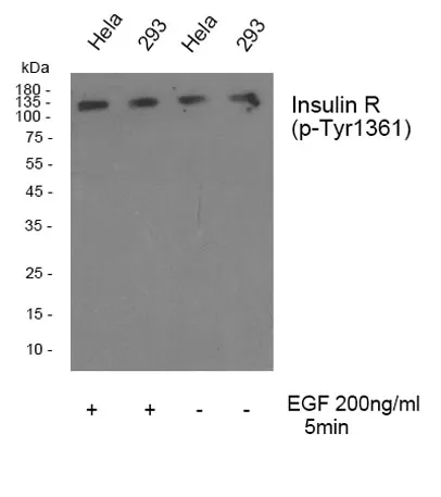 Insulin R (phospho Tyr1361) rabbit pAb - image 1