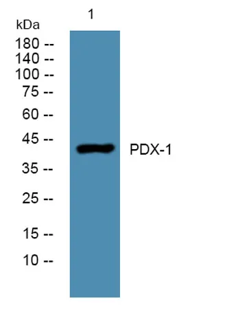 PDX-1 rabbit pAb - image 1