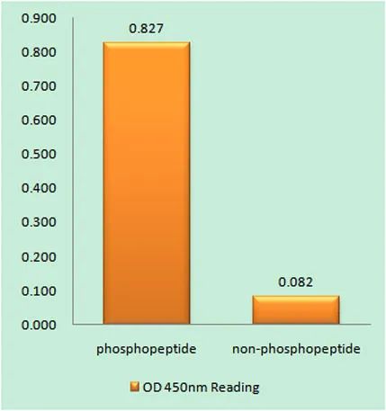 IRAK-1 (phospho Thr209) rabbit pAb - image 1