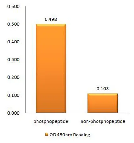 IRAK-1 (phospho Thr387) rabbit pAb - image 1