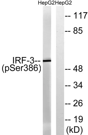 IRF-3 (phospho Ser386) rabbit pAb - image 1