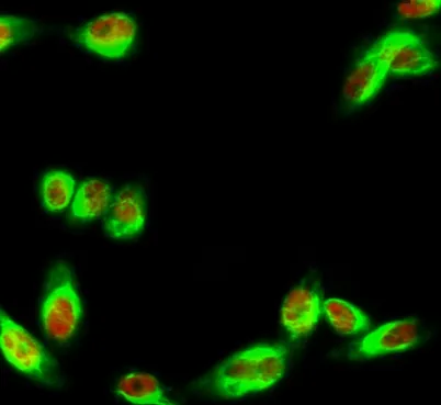 IRF-3 (phospho Ser385) rabbit pAb - image 1