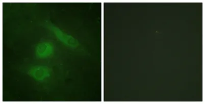 IRF-3 rabbit pAb - image 1