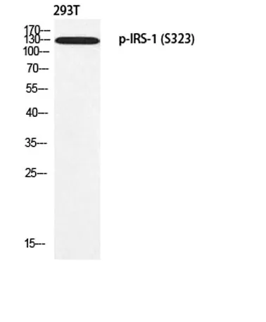 IRS-1 (phospho Ser323) rabbit pAb