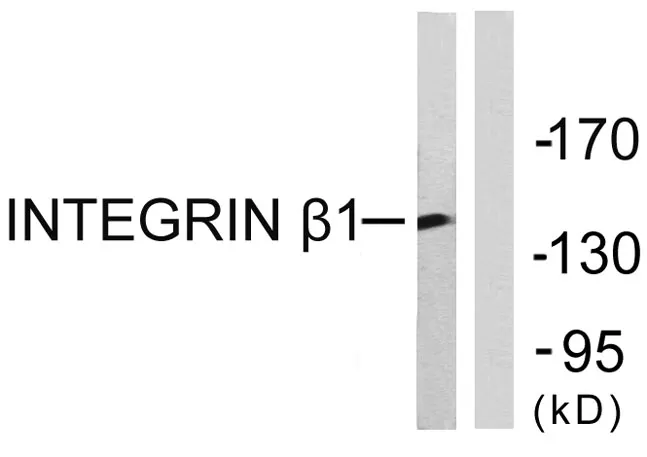 Integrin β1 rabbit pAb