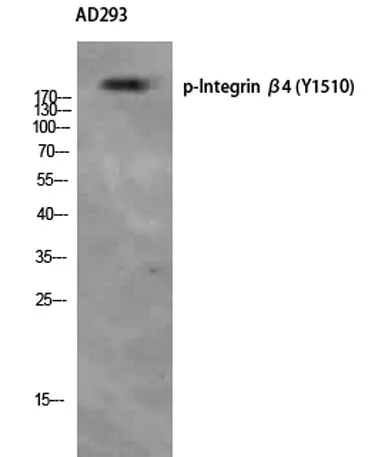 Integrin β4 (phospho Tyr1510) rabbit pAb - image 1