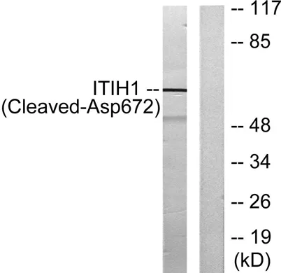 Cleaved-ITI-H1 (D672) rabbit pAb