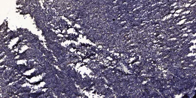 Cleaved-ITI-H4 70k (R661) rabbit pAb - image 1