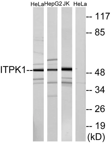 ITPK1 rabbit pAb - image 1