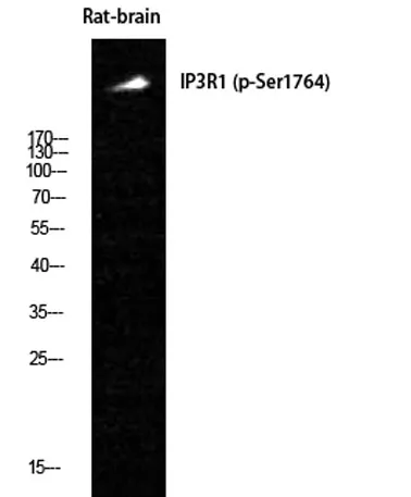 IP3R-I (phospho Ser1764) rabbit pAb - image 1