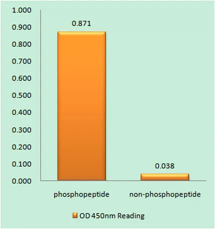 JAK2 (phospho Tyr221) rabbit pAb - image 1