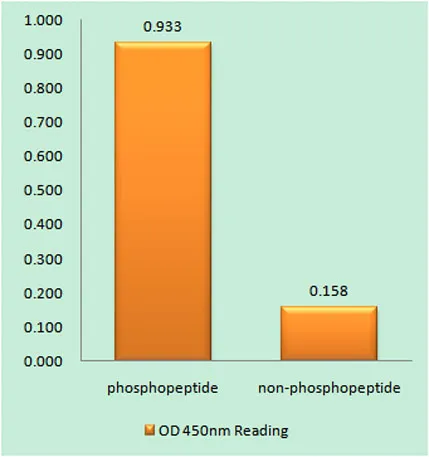JAK2 (phospho Tyr931) rabbit pAb - image 1