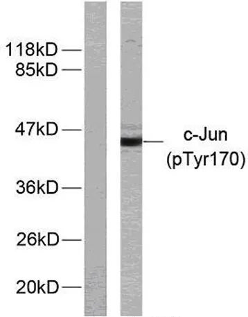 AP-1 (phospho Tyr170) rabbit pAb - image 1
