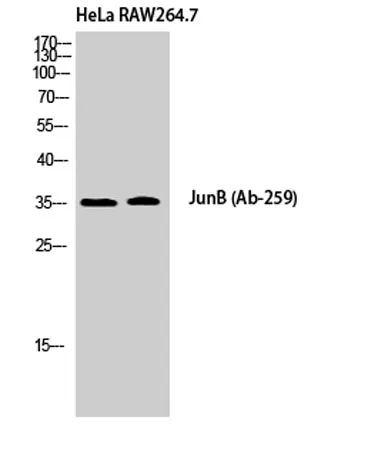 Jun B rabbit pAb - image 1