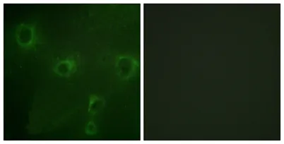 Kv2.1 rabbit pAb