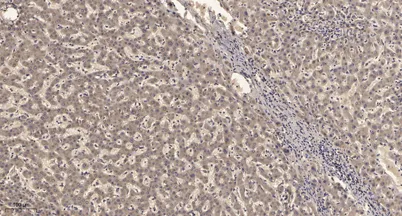 KV2.1 rabbit pAb
