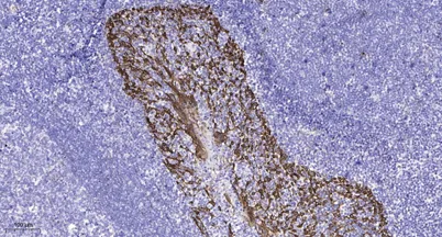 Kv4.2 (phospho Ser616) rabbit pAb