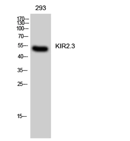 KIR2.3 rabbit pAb