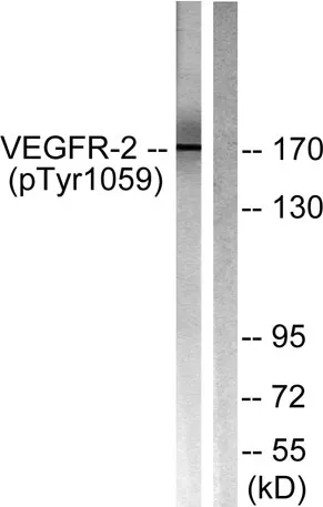 Flk-1/VEGFR2 (phospho Tyr1059) rabbit pAb - image 1