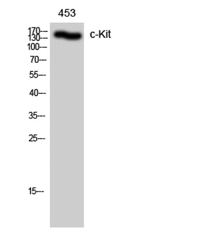 c-Kit rabbit pAb - image 1
