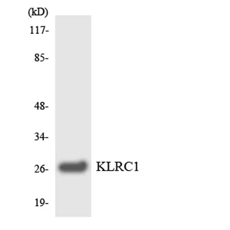 CD159a rabbit pAb