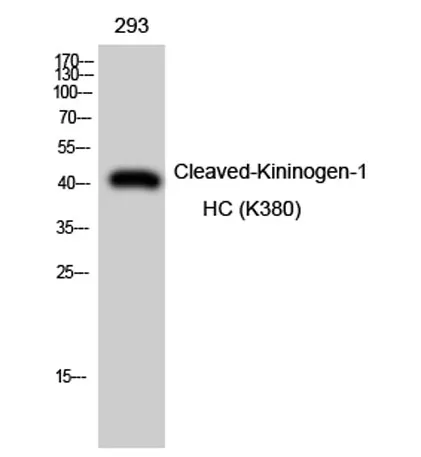 Cleaved-Kininogen-1 HC (K380) rabbit pAb - image 1