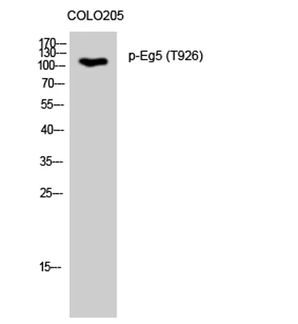 Eg5 (phospho Thr926) rabbit pAb - image 1