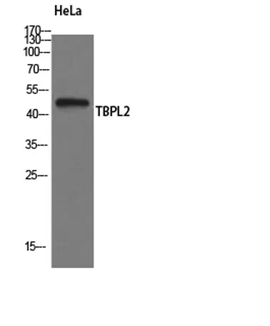 TBPL2 rabbit pAb - image 1