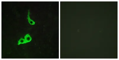 GPR153 rabbit pAb - image 1