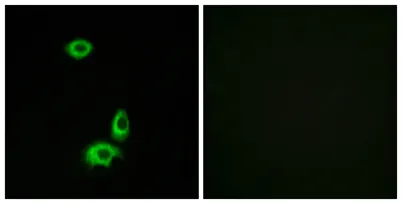 Olfactory receptor 56B1 rabbit pAb